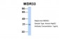 WDR33 antibody - middle region